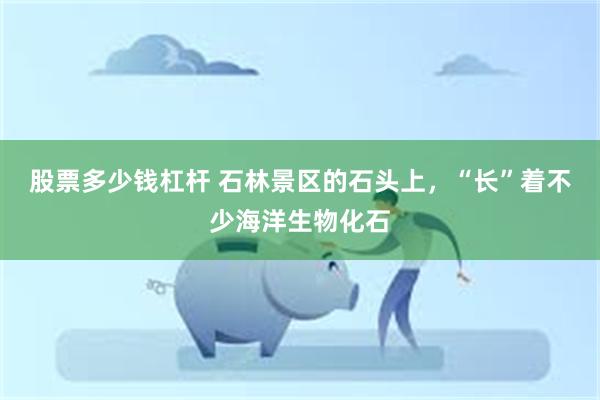 股票多少钱杠杆 石林景区的石头上，“长”着不少海洋生物化石